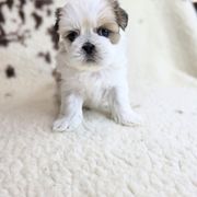 Ginger - Brown and white female Shichon puppy in Ronda, North Carolina from Willow River