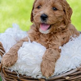 Goldendoodle Puppies from SS Goldendoodles