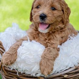 Goldendoodle Puppies from SS Goldendoodles
