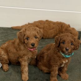 Bubba - Red male Cavapoo puppy in Honolulu, Hawaii from Aloha Paradise Poodles LLC
