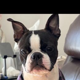 Boston Terrier Puppies from Boston Kup Breeders
