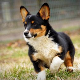 Pembroke Welsh Corgi Puppies from Royal Ridge Corgis