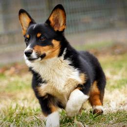 Pembroke Welsh Corgi Puppies from Royal Ridge Corgis