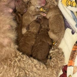 Girl 4 - Apricot female Goldendoodle puppy in Richmond, Texas from Harper’s Heartbeats