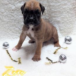 Zoro - Fawn male Boxer puppy in Mountain Home, Idaho from LJK Boxers & Toy Aussies