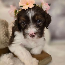 Marilyn - Brown female Double Doodle puppy in Prescott Valley, Arizona from Ramirez Family Doodles