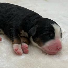 Peppercorn - Tri-color male Bernedoodle puppy in Clermont, Florida from Shadow Bernedoodles & Dog Training