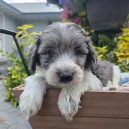 Michigan - Blue merle male Aussiedoodle puppy in Blackfoot, Idaho from Draper Mountain Doodles