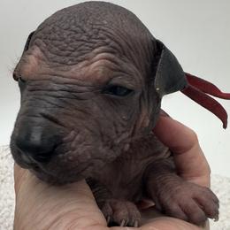 Rebel - male Xoloitzcuintli puppy in West Jordan, Utah from Majestic Nakids