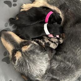 Dachshund Puppies from Mavericks Mini Dachshunds