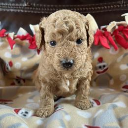 Baxter - Red  male Poodle puppy in Mayville, Michigan from Kathy Maize