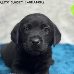 Lime collar - Black male Labrador Retriever puppy in Beaverdam, Virginia from Riverside Sunset Labrador Retrievers