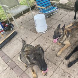 Squirt - German Shepherd