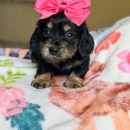 Sydney - Black and cream female Dachshund puppy in Hornbeck, Louisiana from A&Z Mini Dachshunds
