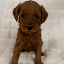 Peter Piper (Our Mother Goose Nursery Rhyme litter) - Red  male Goldendoodle puppy in Hopkins County, Texas from Boutique Doodles