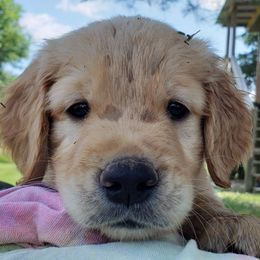 Golden Retriever Puppies from KM Golden Retrievers