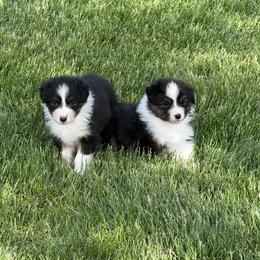 Girl 4 - female Australian Shepherd puppy in Paris, Kentucky from Silverstone Kennel