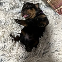 Rottweiler Puppies from Khaotic Rottweilers
