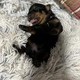 Rottweiler Puppies from Khaotic Rottweilers