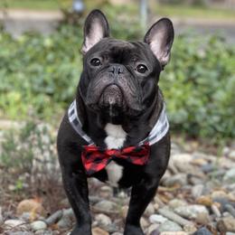 Jax - French Bulldog