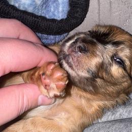 Dapple Girl - Dapple female Dachshund puppy in Rifle, Colorado from Pint Size Pup