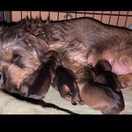 Tbd2 - Wild boar male Dachshund puppy in Livingston, Kentucky from Illyria Dox & GSD