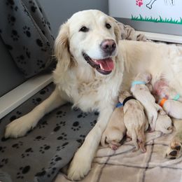 Golden Retriever Puppies from Ruff Life Goldens