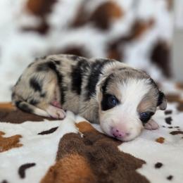 Madi - Blue merle female Border Collie puppy in Gary, Indiana from Lake Ridge Border Collies