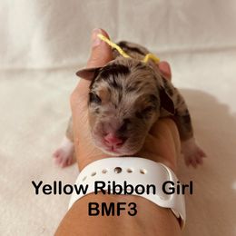 Yellow Ribbon Blue Merle Girl - Blue merle female Australian Shepherd puppy in Dundee, Ohio from Aussies Of Circle H