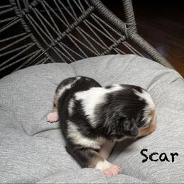 Scar - Red merle male Australian Shepherd puppy in Blythewood, South Carolina from One Tribe Aussies