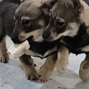 Pembroke Welsh Corgis and Swedish Vallhunds from Denise Hawkins' Corgis