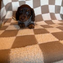 Izzy - Piebald female Dachshund puppy in Aurora, Missouri from Baker Farms