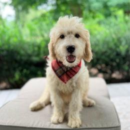 Beau - Cream male Goldendoodle puppy in Goldsboro, North Carolina from The Grantham House