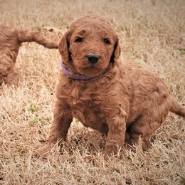 Goldendoodle Puppies from Janna Butler's Goldendoodles