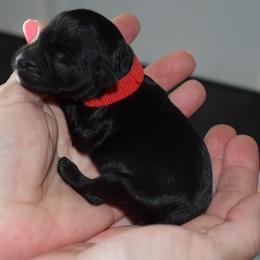 Crush - Red Boy - Black male Miniature Schnauzer puppy in Oneonta, Alabama from Murphree Valley Kennels