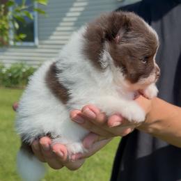 Cocoa - Chocolate parti female Pomeranian puppy in Waterloo, Indiana from Garcias Pomeranian