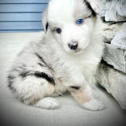 Marshall - Blue merle male Australian Shepherd puppy in Loda, Illinois from Pilcher Farms
