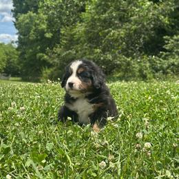 Ferdinand - Black rust and white male Bernese Mountain Dog puppy in Dundee, Ohio from Steinhaus Dogs