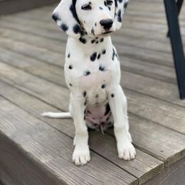Dalmatian Puppies from Rock Valley Dals