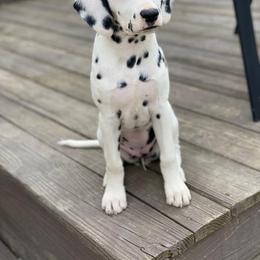 Dalmatian Puppies from Rock Valley Dals