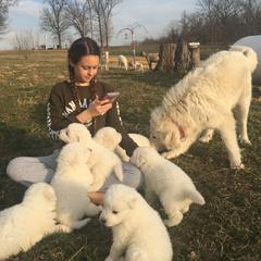 Border Collie and Maremma Sheepdog Puppies from 2J 2K Border Collies & Maremma Sheepdogs