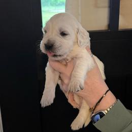 Demi Male Yellow - Light golden male Golden Retriever puppy in College Station, Texas from Golden Care Golden Retrievers