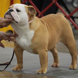 Bulldogs from Irresistibull Bulldogs