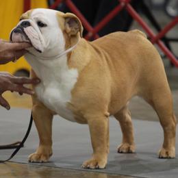 Bulldogs from Irresistibull Bulldogs