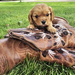 Rikkie - Ruby male Cavalier King Charles Spaniel puppy in Wapello, Iowa from Willow Rayne shelties and more