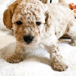 Maltipoo and Poodle Puppies from Toy Poodle & Maltipoo Maui