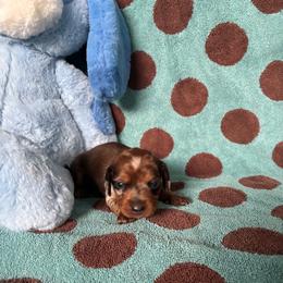 Luna - Dapple female Dachshund puppy in Opelika, Alabama from Dachshund Darlins