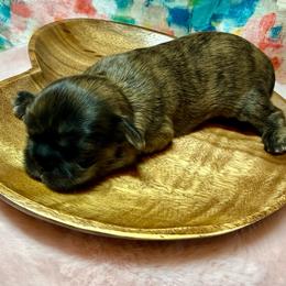 Brindle girl - Brindle female Shih Tzu puppy in Sherman, Texas from Shannon’s Sugar Sweet Shih Tzu’s