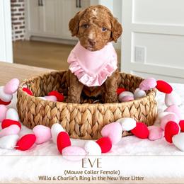 EVE - Red  female Goldendoodle puppy in Bell Buckle, Tennessee from Precious Puptown Doodles