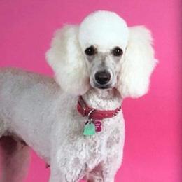 Goldendoodles and Poodles from Posh Poodles and Doodles